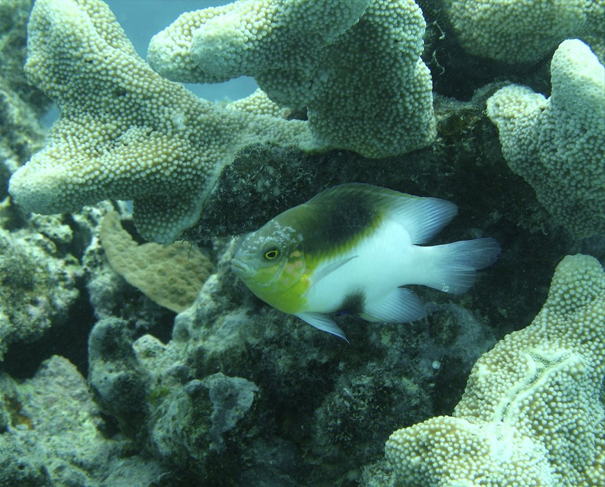 Whitsundays: Underwater Animals