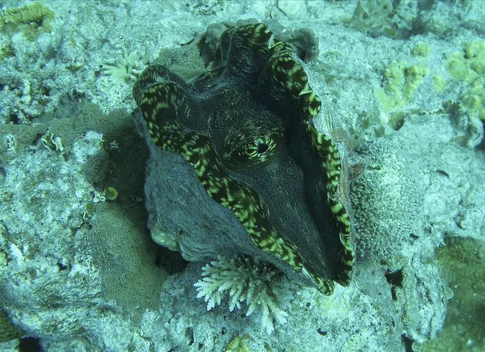 Whitsundays: Underwater Plants