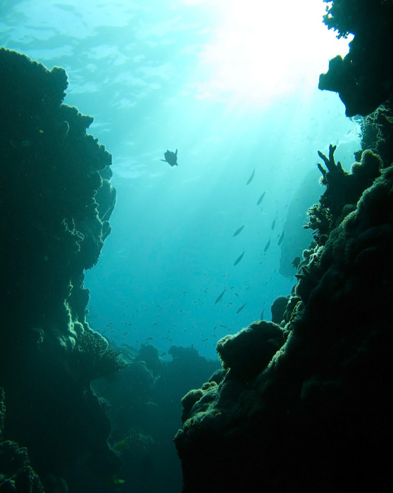Whitsundays: Underwater Landscapes